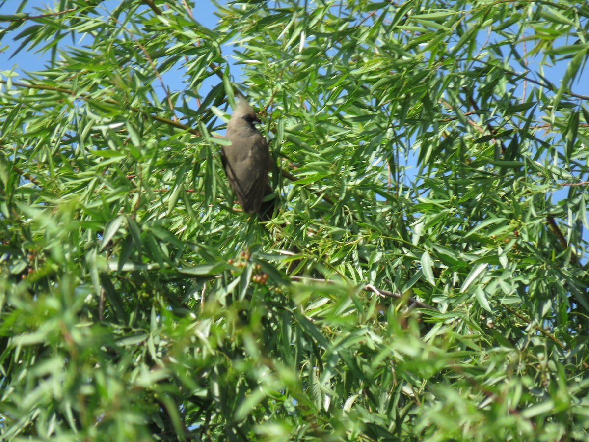 Speckled Mousebird - ML144053351