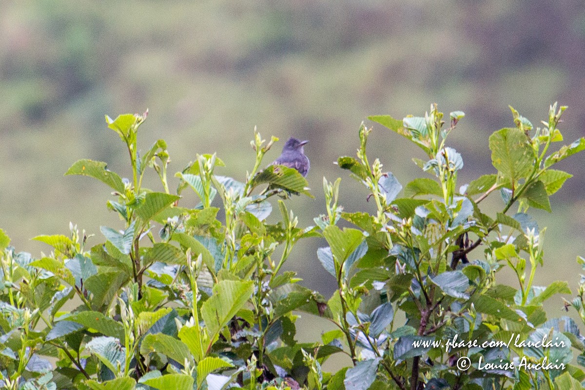 Smoke-colored Pewee - ML144056331