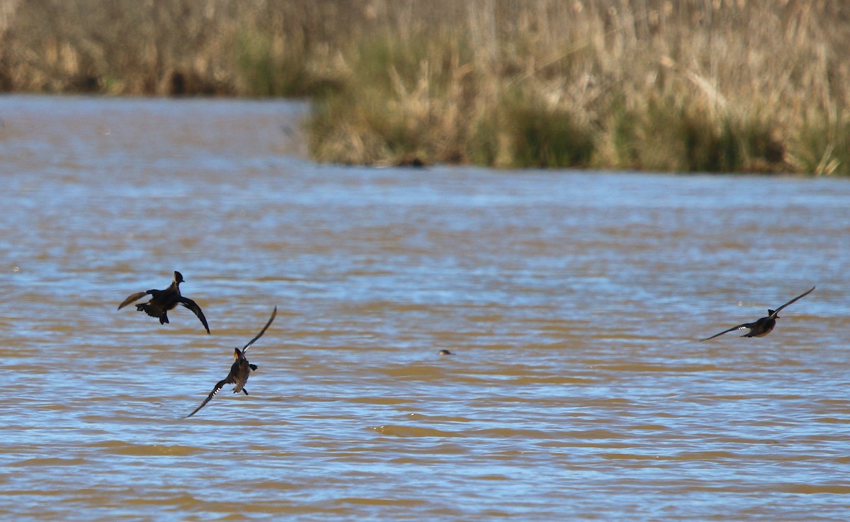Hooded Merganser - ML144056351