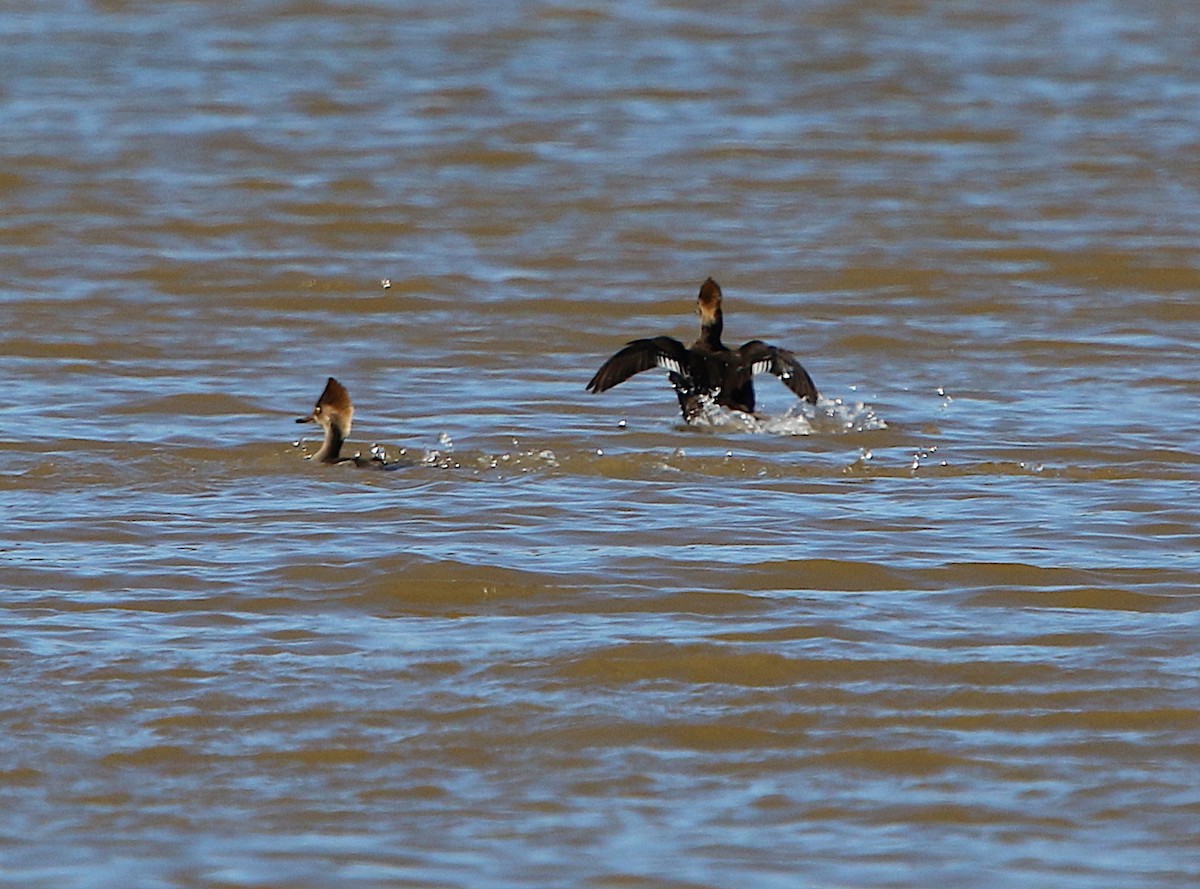 Hooded Merganser - ML144056361