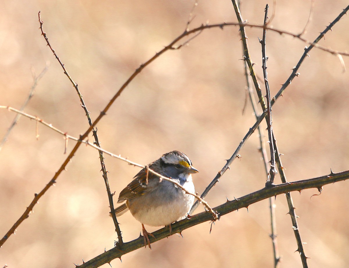 White-throated Sparrow - Lori White