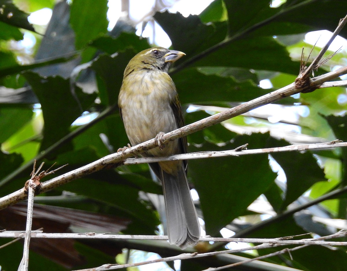 Lesser Antillean Saltator - Bob Curry