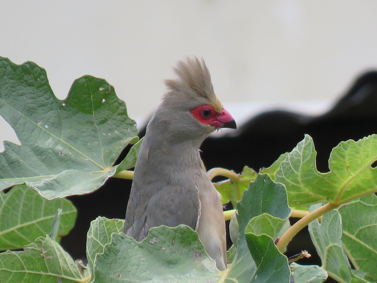 Red-faced Mousebird - Becky Turley