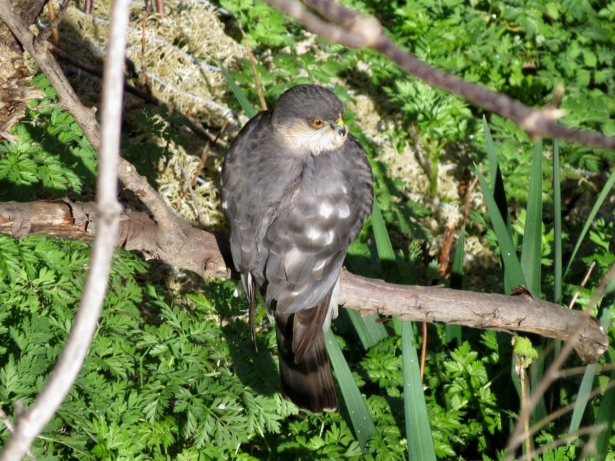 Sharp-shinned Hawk - Alane Gray