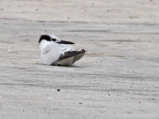 Sandwich Tern (Cabot's) - ML144059071