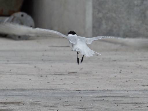 Charrán Patinegro (acuflavidus) - ML144059101