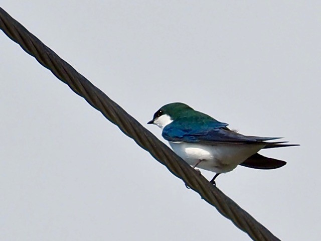 Bahama Swallow - ML144059231