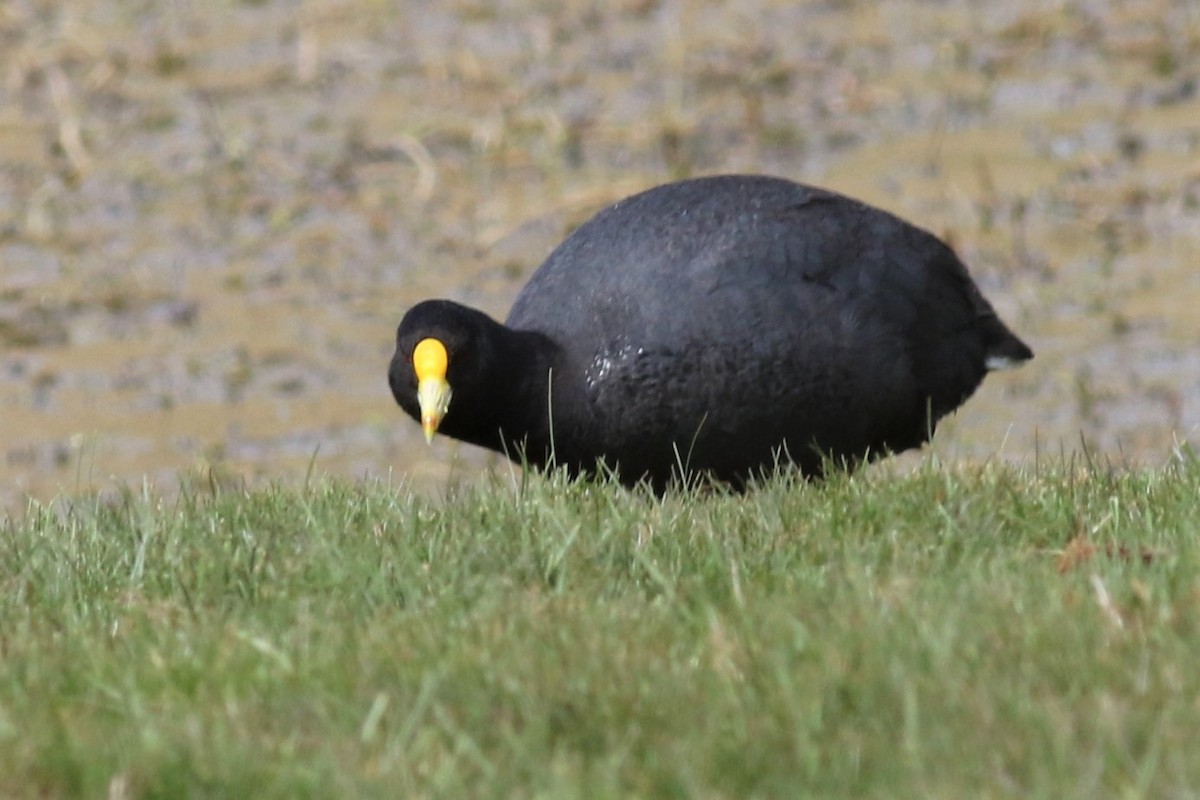 Foulque leucoptère - ML144061571