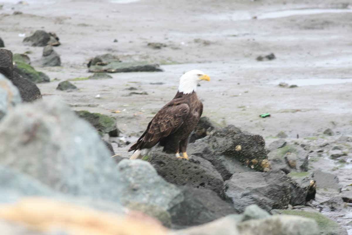 Weißkopf-Seeadler - ML144061981