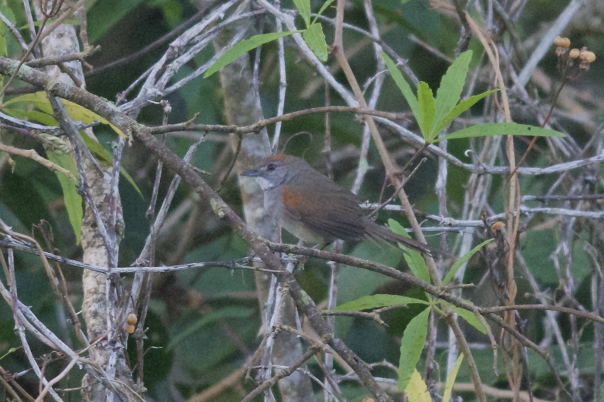 Dark-breasted Spinetail - ML144062041