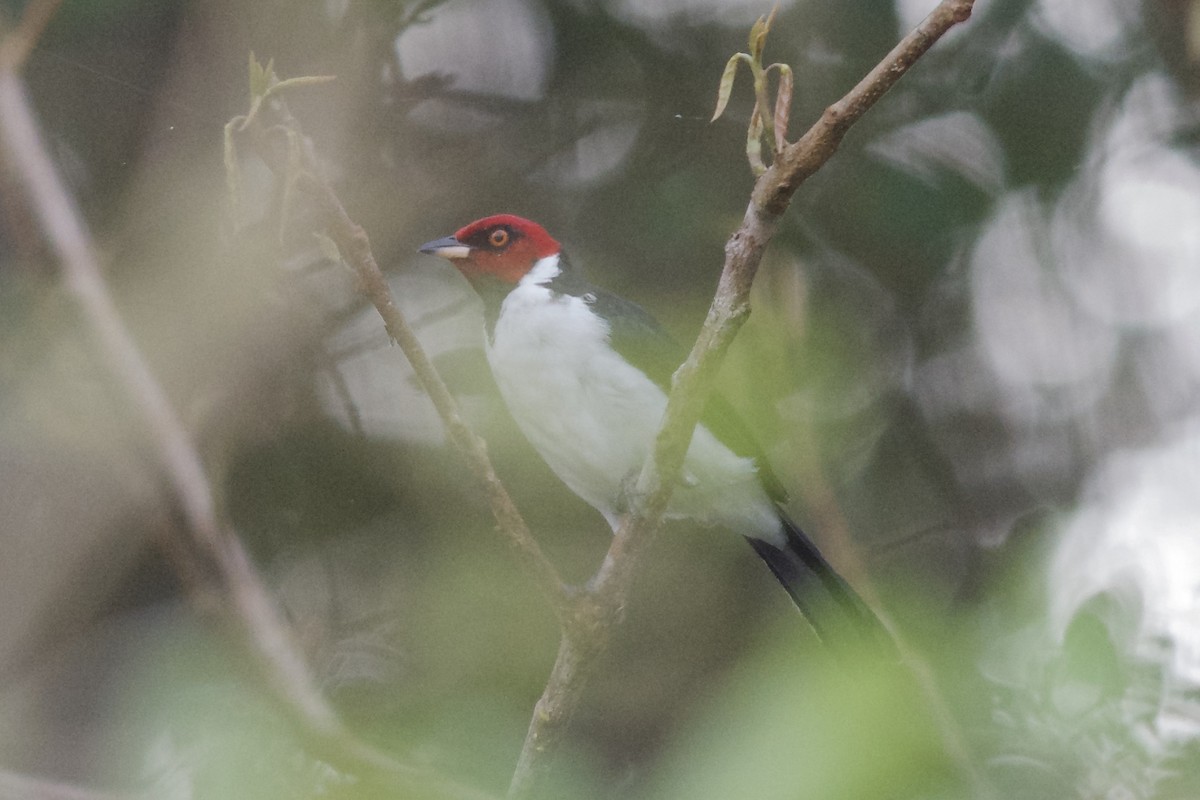 Red-capped Cardinal - ML144065021