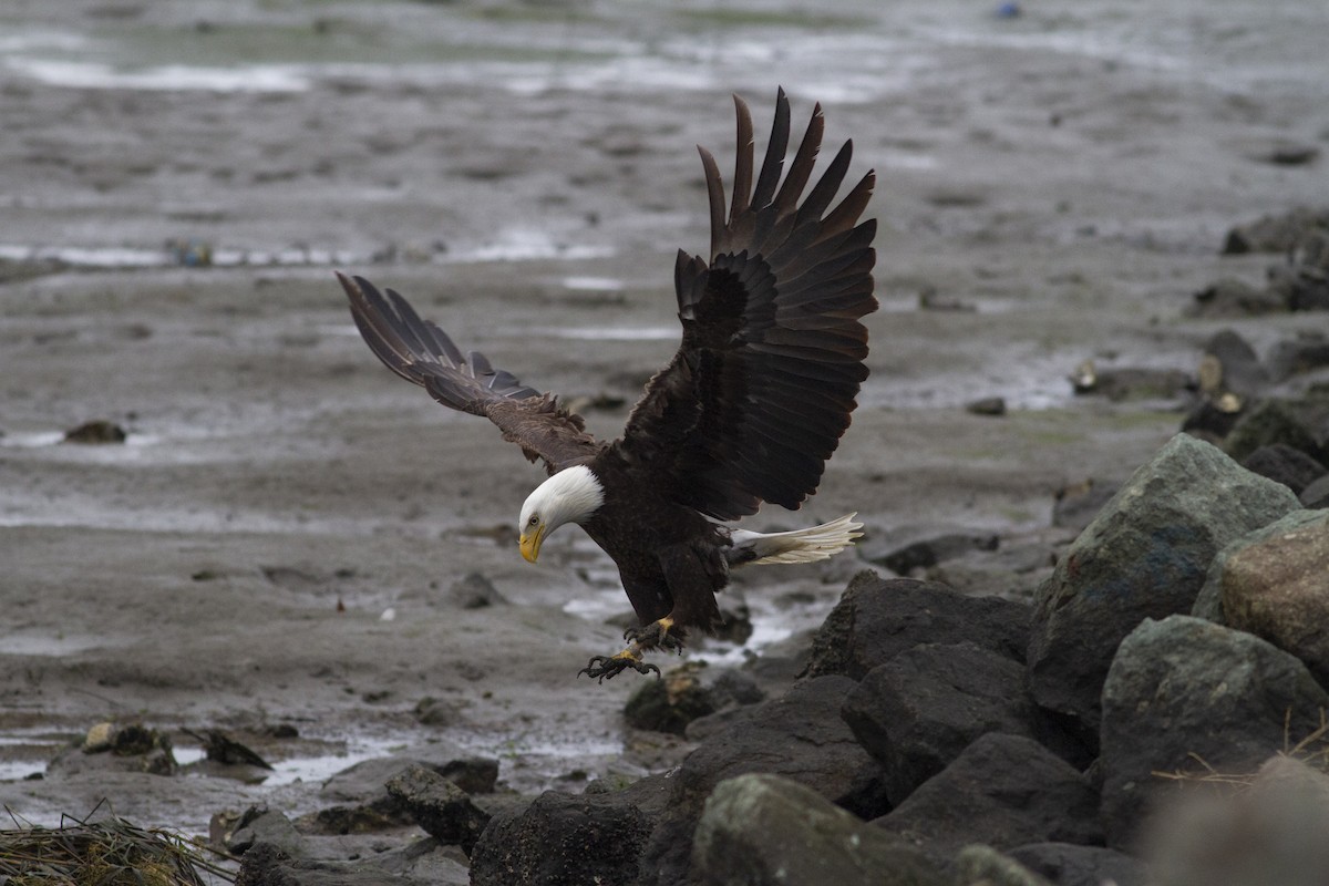 Weißkopf-Seeadler - ML144065591