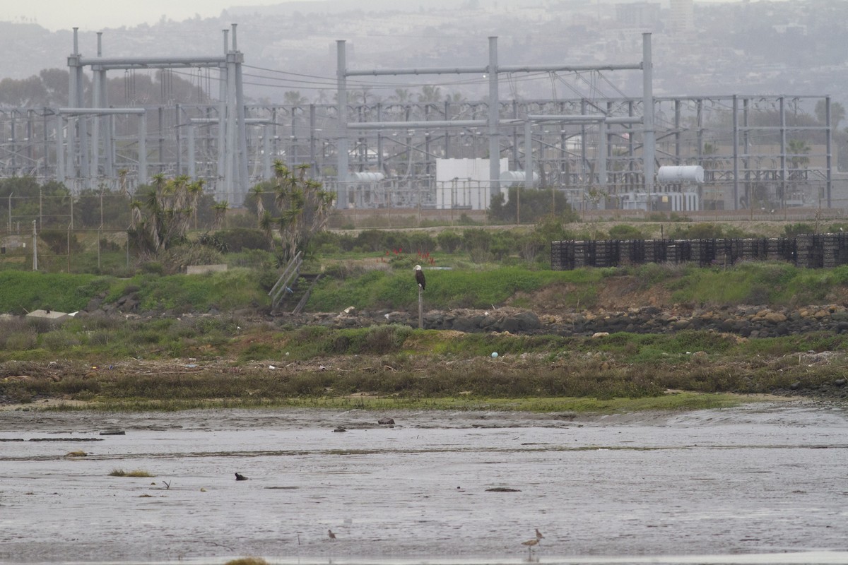 Bald Eagle - ML144065711