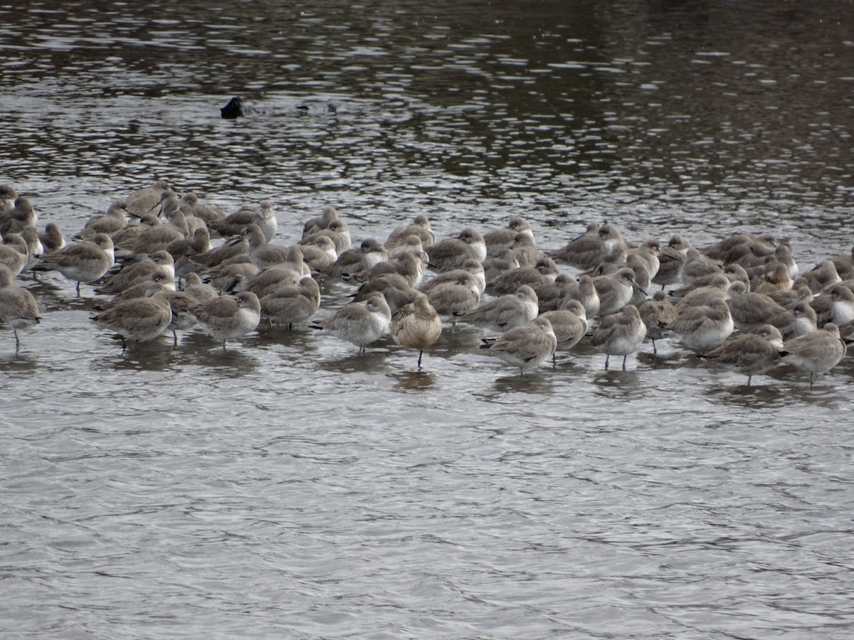 Willet - ML144065741