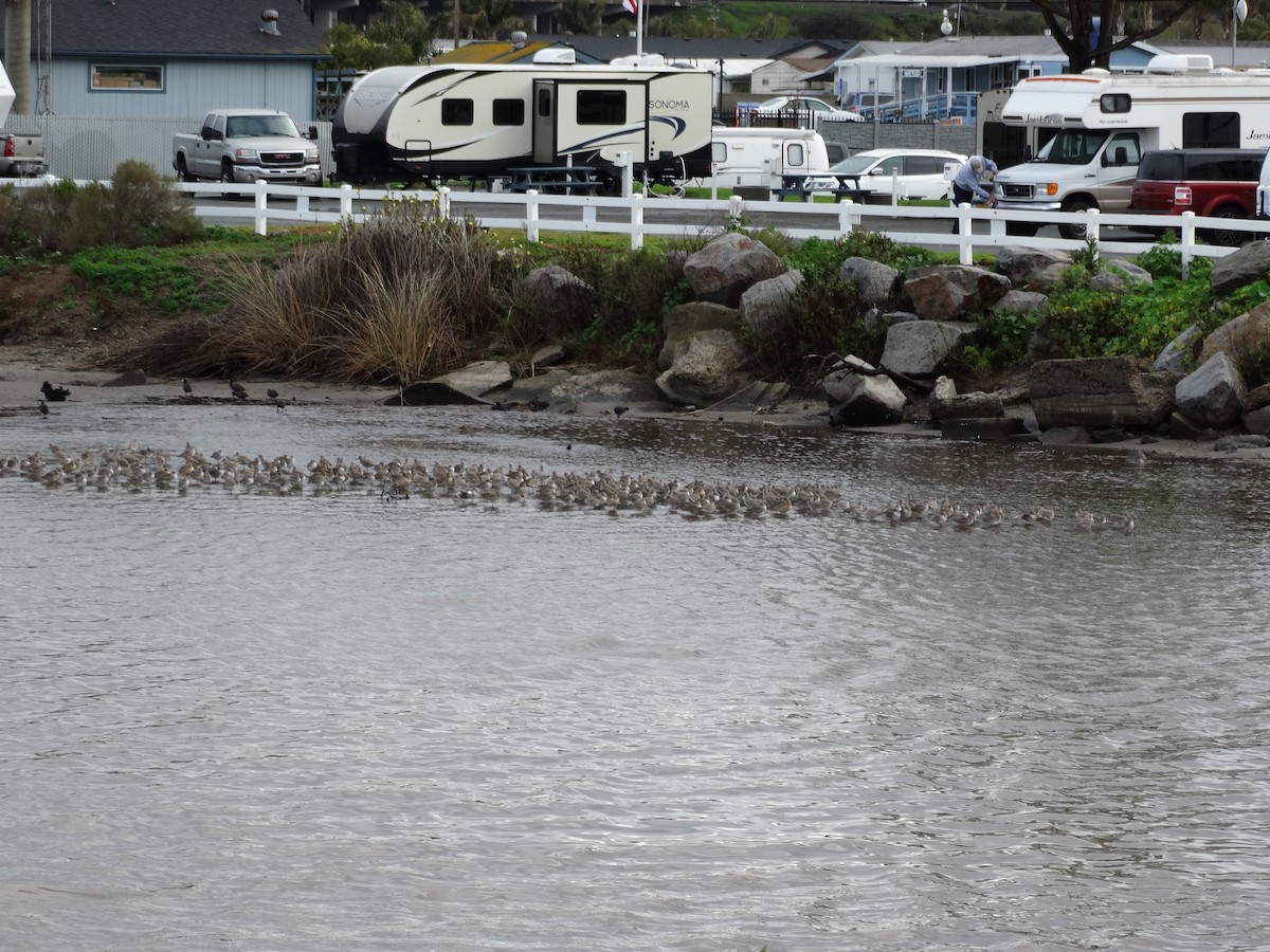 Willet - ML144065751