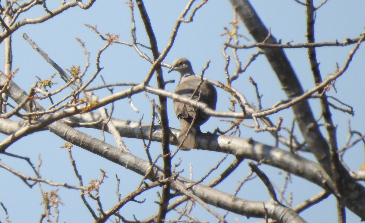 Burmese Collared-Dove - ML144066101