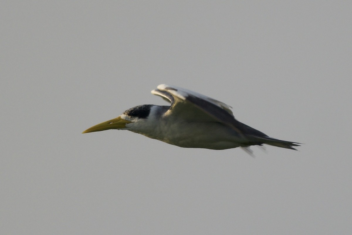 Large-billed Tern - ML144066171