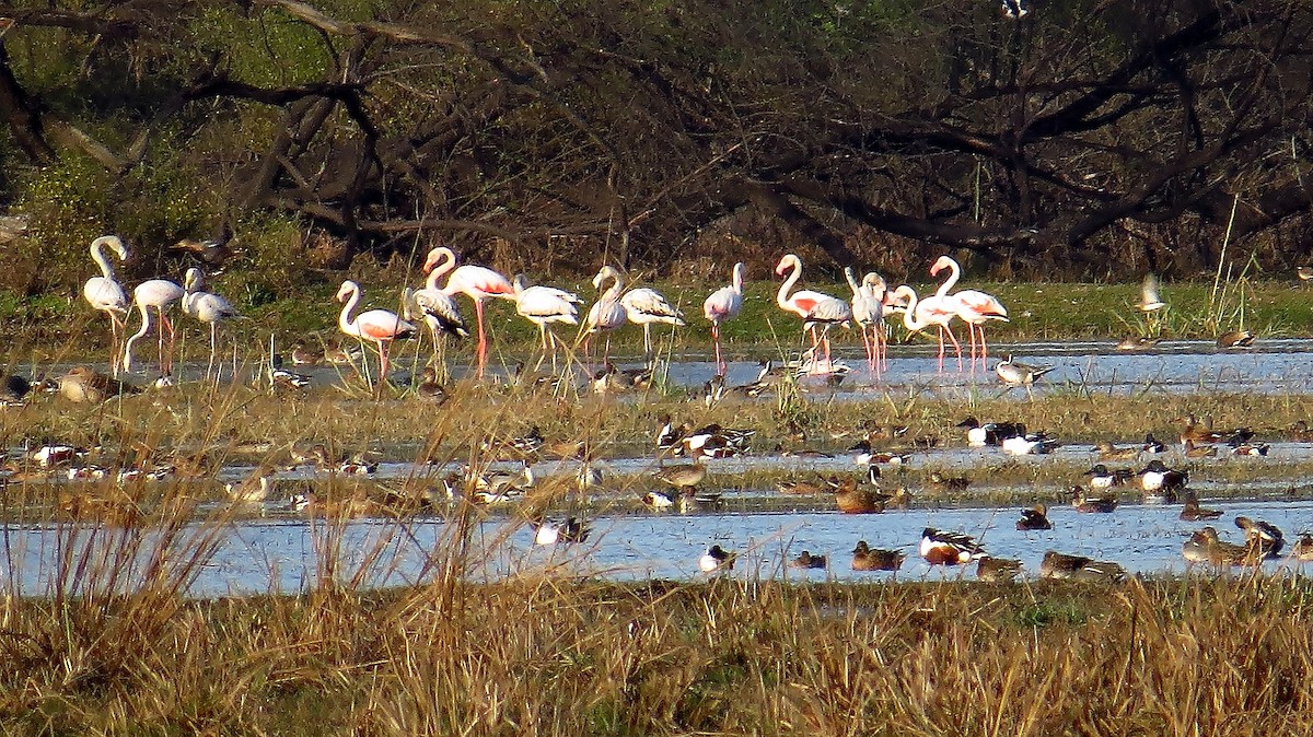 Greater Flamingo - ML144066391