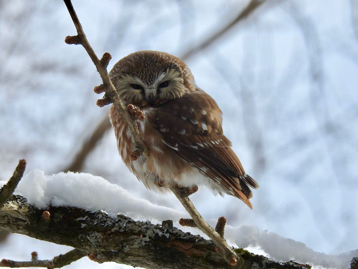 Northern Saw-whet Owl - ML144066821