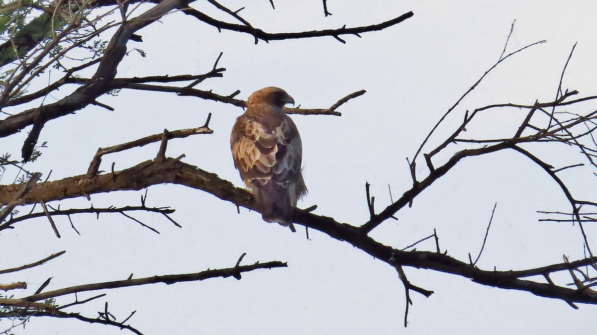 Booted Eagle - Keith Watson