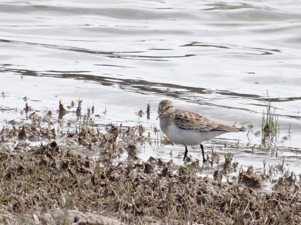 Baird's Sandpiper - ML144068091