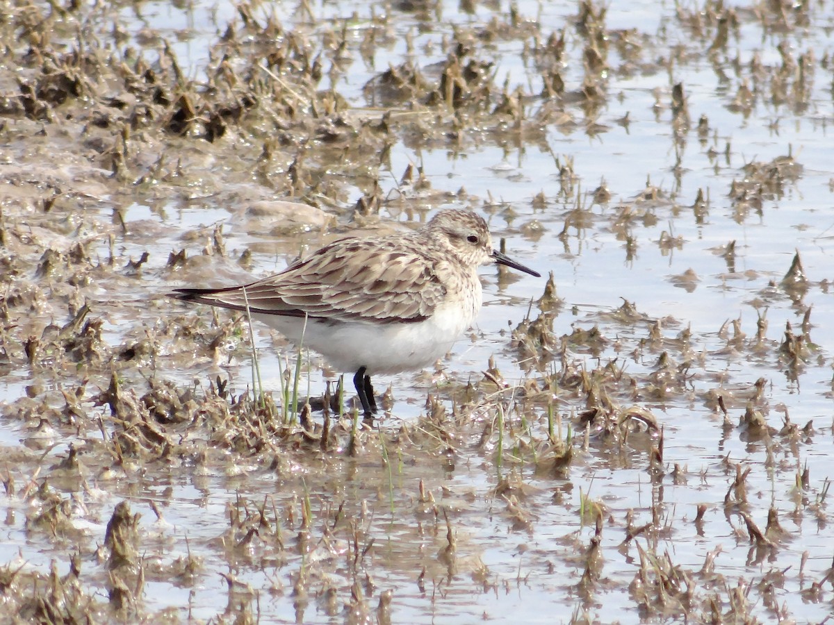 Baird's Sandpiper - ML144068101