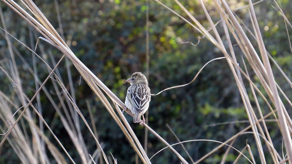 Baya Weaver - ML144068841