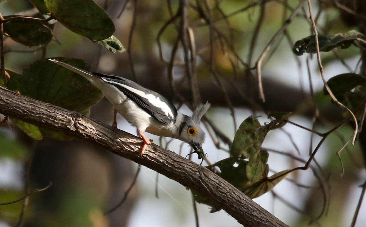 White Helmetshrike (Long-crested) - ML144068951