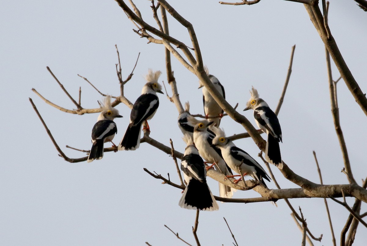 White Helmetshrike (Long-crested) - ML144069371