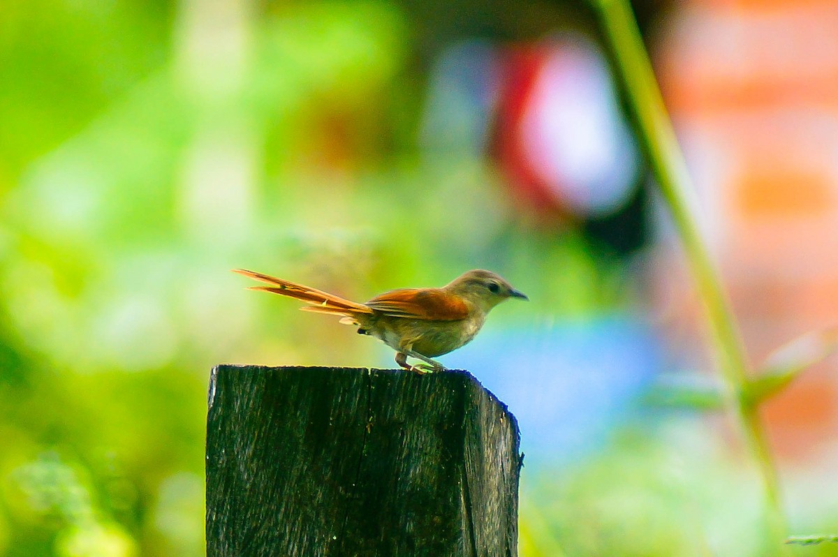 Plain-crowned Spinetail - ML144069691