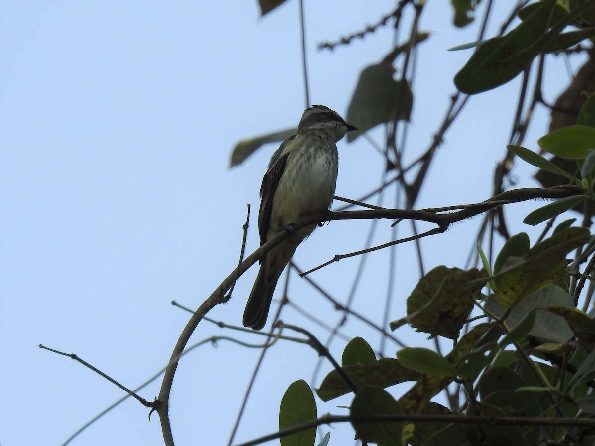 Golden-bellied Flycatcher - Albeiro Erazo Farfán