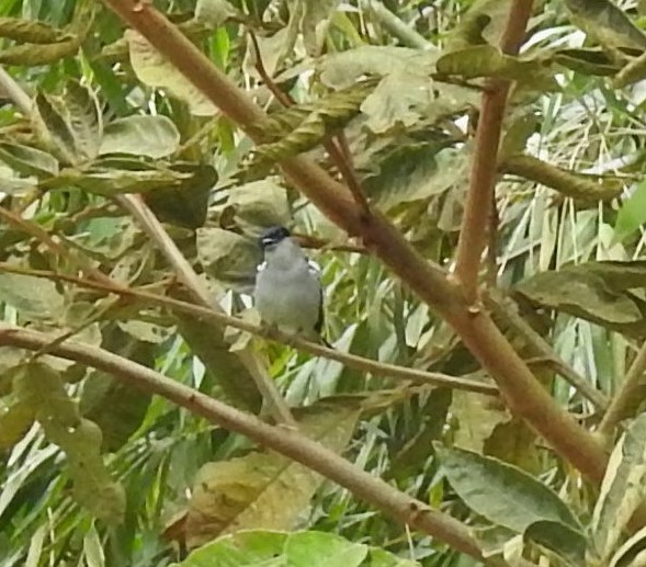 Bécarde à ailes blanches - ML144069871