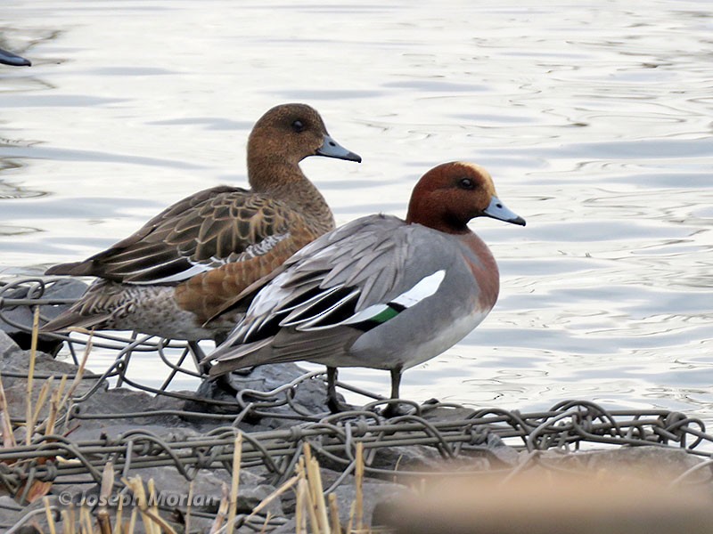 Eurasian Wigeon - ML144070281