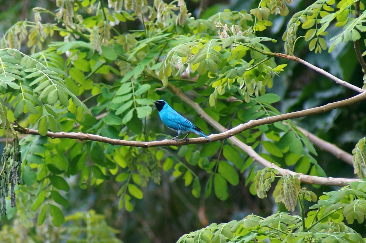 Swallow Tanager - ML144071861