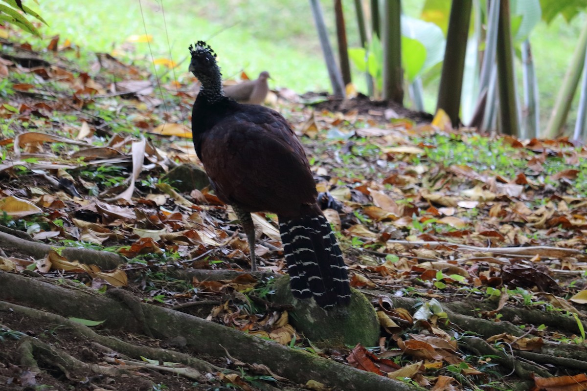 Great Curassow - ML144072011