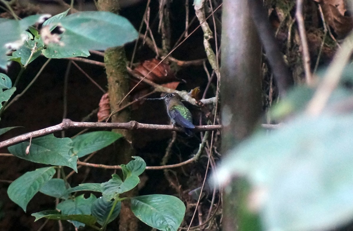 Green-fronted Lancebill - ML144073441