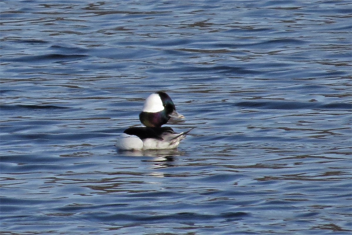 Bufflehead - Tom Pirro