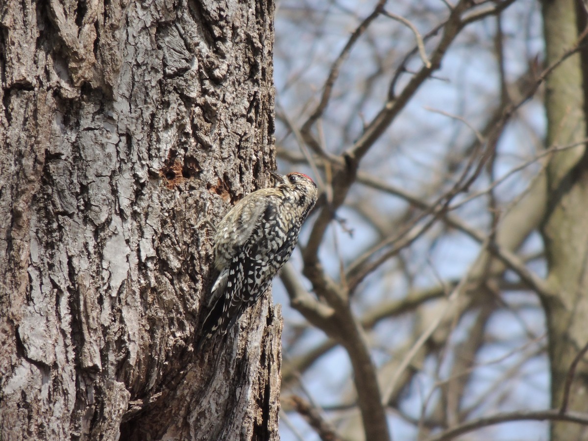 Yellow-bellied Sapsucker - Michael Gardner