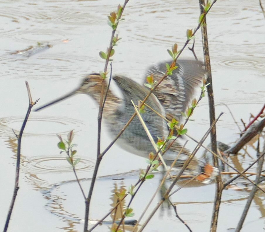 Wilson's Snipe - ML144075571