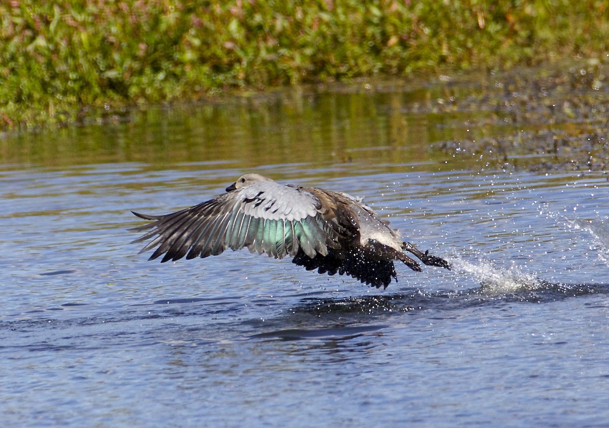 Blue-winged Goose - ML144076071