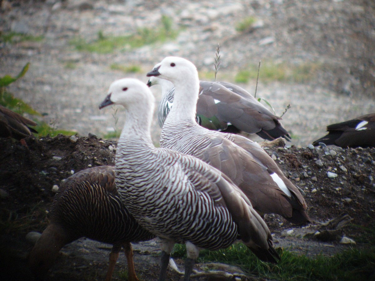 sebragås (White-breasted) - ML144076851