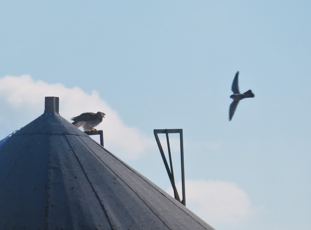 Cooper's Hawk - ML144076971