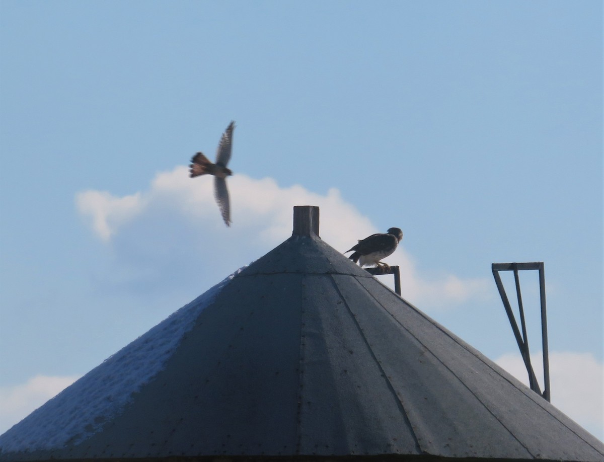 American Kestrel - ML144077271