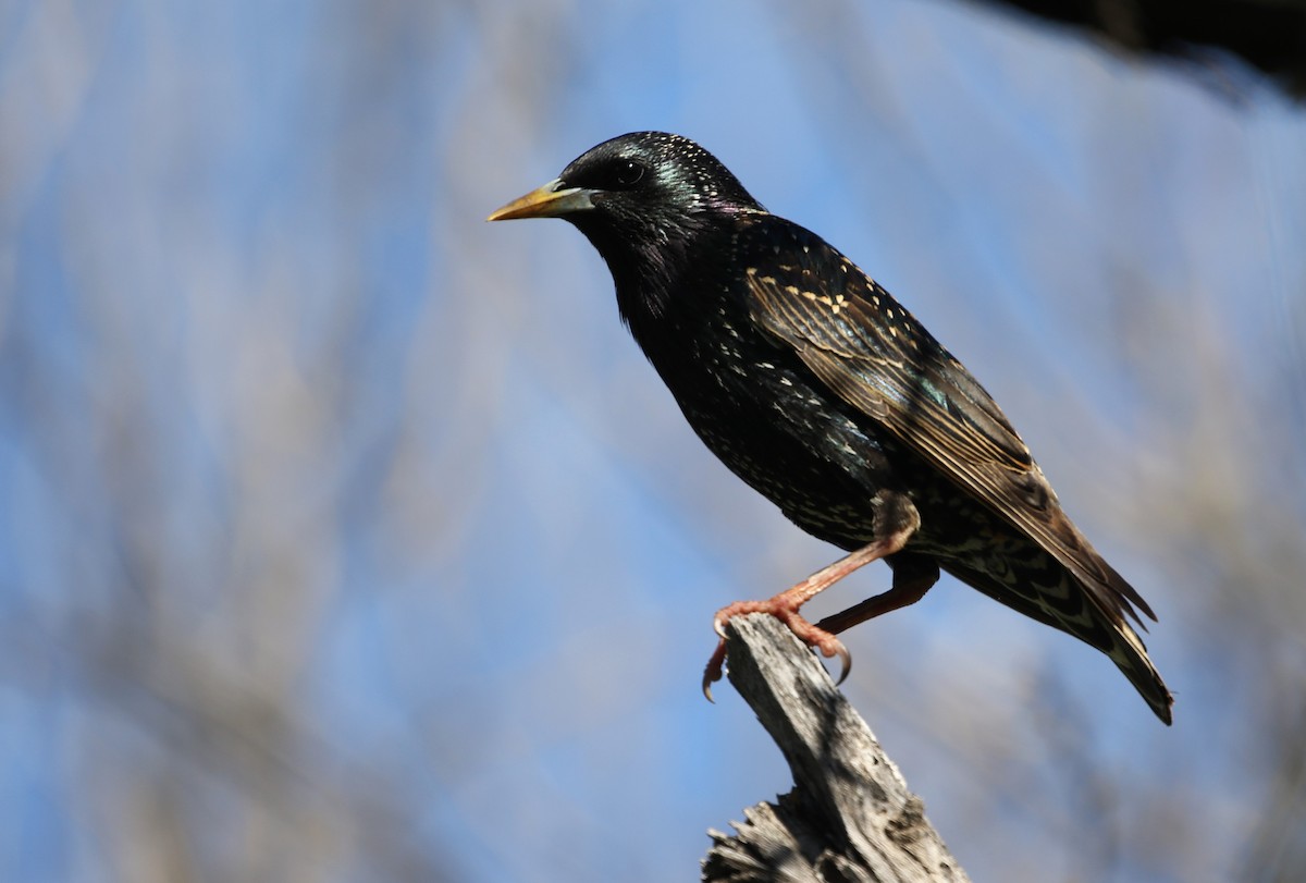 European Starling - ML144077491