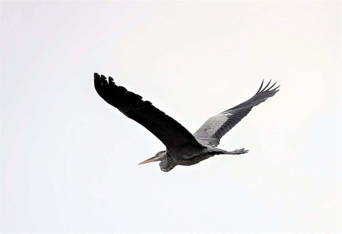 Gray Heron - ML144077501