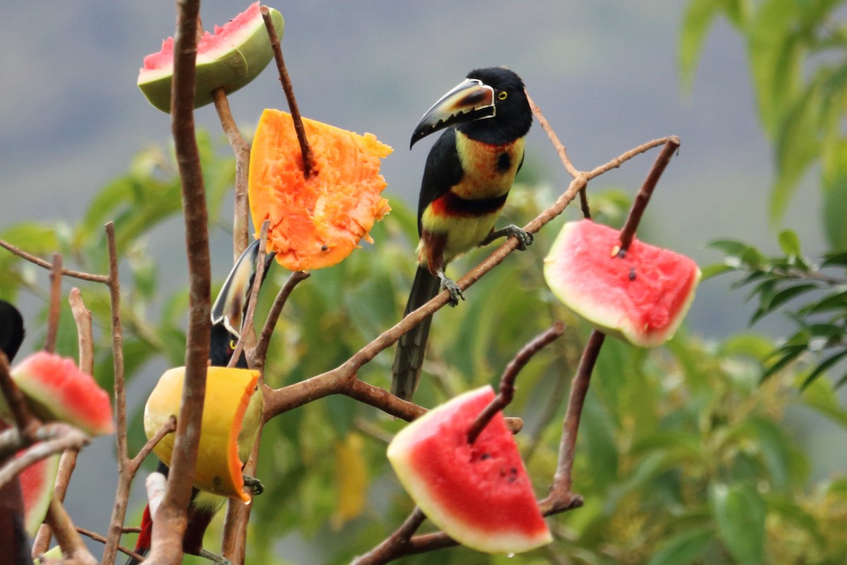 Collared Aracari - ML144077621