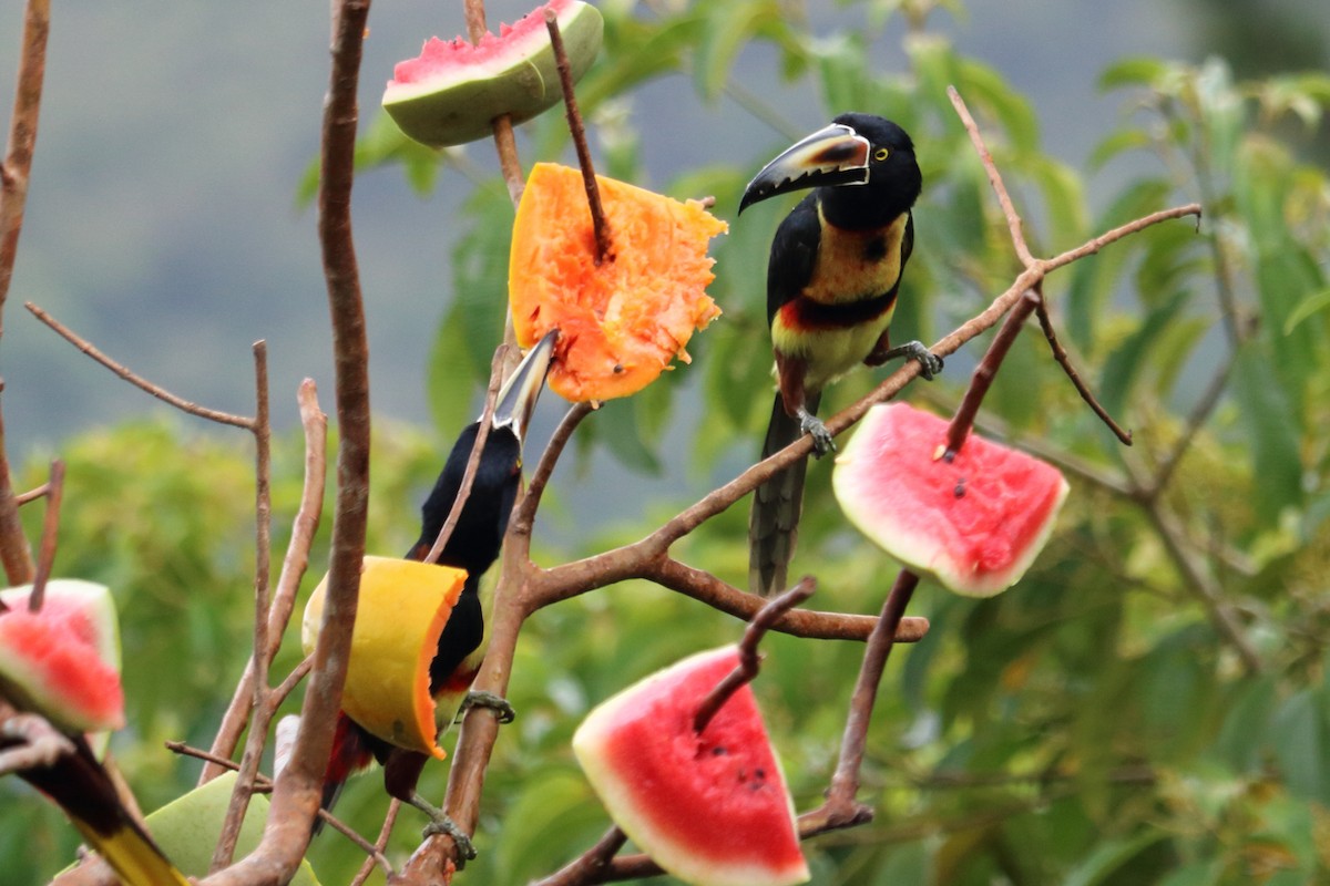 Collared Aracari - ML144077851