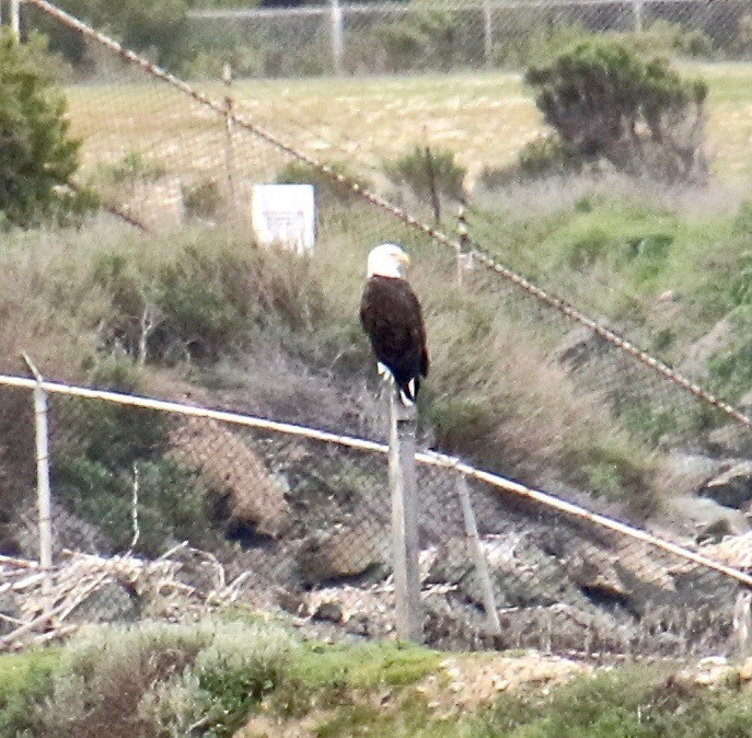 Bald Eagle - ML144078181