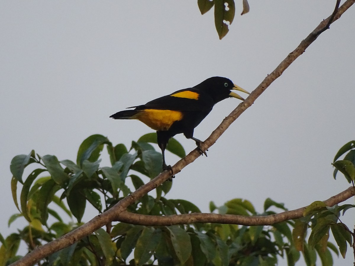 Yellow-rumped Cacique - ML144078211