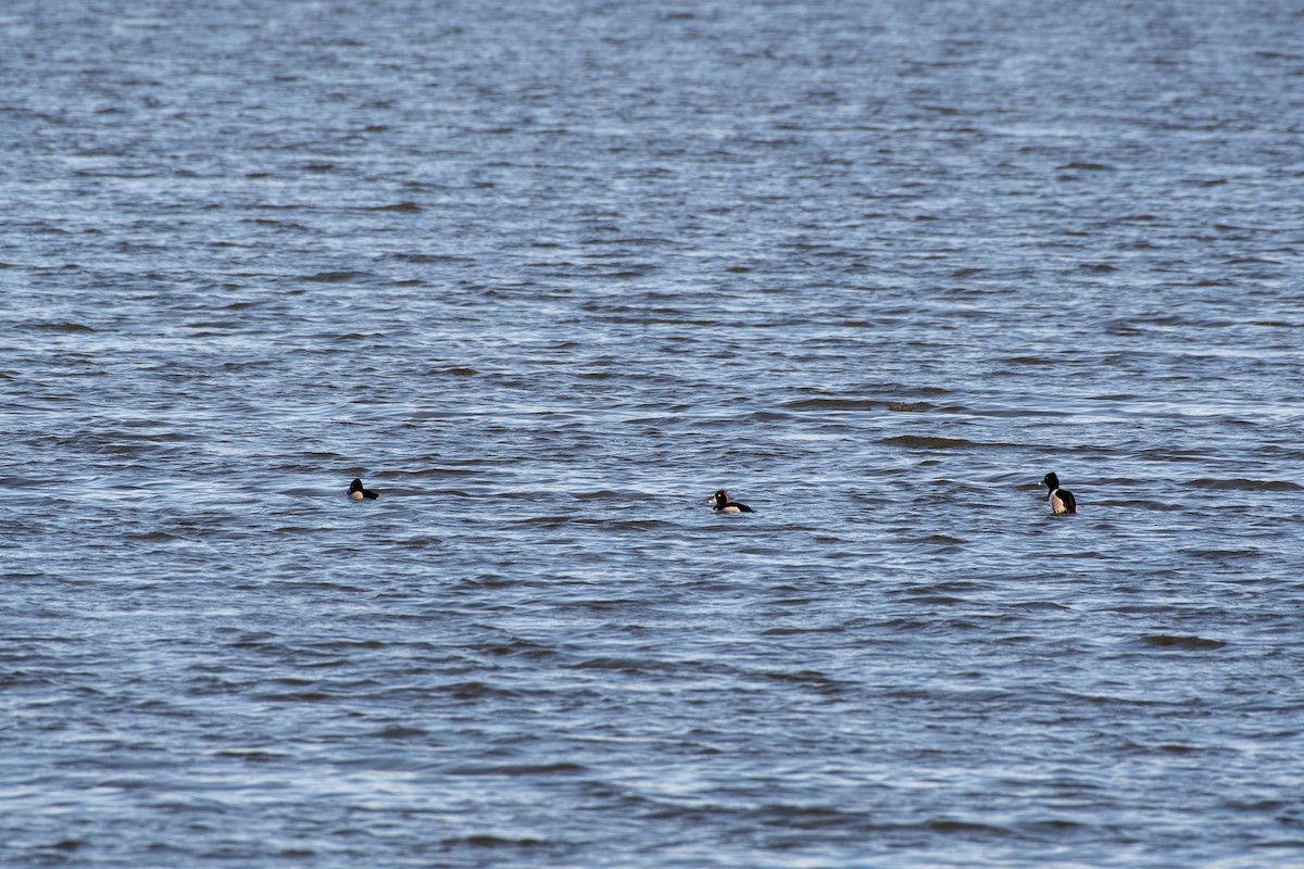 Ring-necked Duck - ML144080961